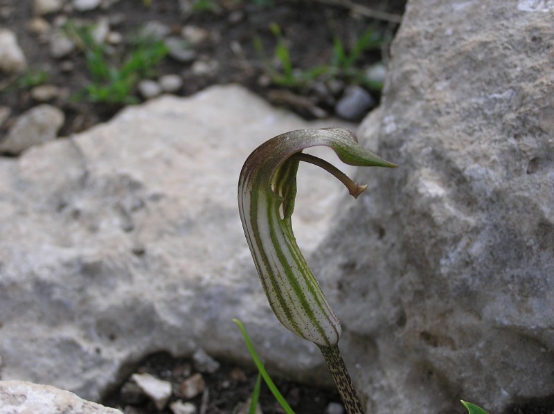 Click to see next photo